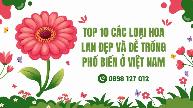 Bông hoa lan Hài với cấu trúc cánh môi đặc trưng như chiếc hài